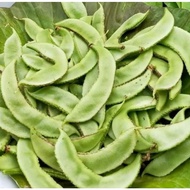 [SUP FAST] 10Pcs 紫花彭皮豆/扁豆种子/Hyacinth Bean/Lablab Bean Seeds/BijiBenih Kacang Hyacinth