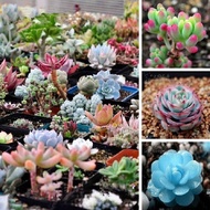 100pcs/bag Mix Rare Succulents Plants Seeds Garden Home Decor Easy To Grow Potted Multicolour Flower Seed Yard Bonsai Seed Flower Seeds Vegetable Live Plants Air Plant Seed Benih Tree Pokok Bunga