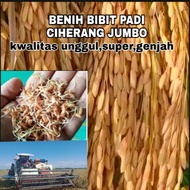 BENIH PADI CIHERANG JUMBO KWALITAS SUPER UNGGUL