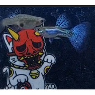 GUPPY BLUE GRASS PAIR