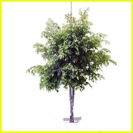 ◊☜ ◭ ✧ 1PCS Bay Leaf Seeds Laurel Plant Bayleaf Tree Seeds【COD】