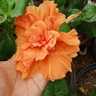 bibit bunga hibiscus kembang sepatu bangkok import warna double orange tiger - tanaman hias