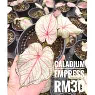 [dedaun] Caladium Plants Empress/ Pokok Keladi Empress  - 彩叶芋 Empress