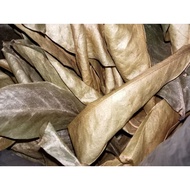 Guyabano Leaves (100 pieces and more)