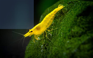 Yellow Golden Back Shrimp Neocaridina shrimp x 10 pcs by [3k Aquatic]