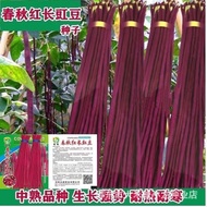 现货爆款春秋红长豇豆种子高产长豆角特长紫豆角缸豆种子菜豆籽早熟八月豆Spring and Autumn Red Asparagus Bean Seed High Yield Long Bean Spe