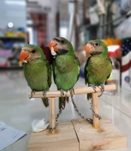 COMBO 1 CẦU ĐỨNG GỖ MIN I VÀ 1 XÍCH THÁI VÀ VÒNG CHÂN CHO VẸT (MẪU NGẪU NHIÊN THEO KHO CỦA SHOP)..