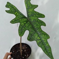 Terjangkau Tanaman Hias Alocasia Jacklyn