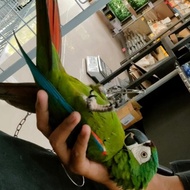 New Burung Severe Macaw Jinak