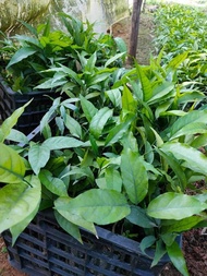 COMBO 5 Cây Rau Sắng ( ngót rừng mì chính )