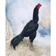 100% telur ayam bangkok madras aseel. telur fertil untuk di tetaskan -