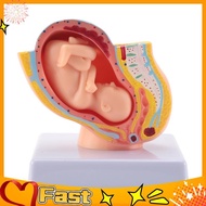 [untedvrip]Human Pregnancy Fetal Development 9Th Month Embryonic Pelvic Model Fetus Foetus Pregnancy
