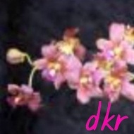Anggrek Dendrobium Berbunga