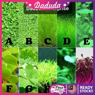 Aquarium Plant Seed Water Grass Foreground Aquatic Plants Carpet Plant Seed,fish aquarium,guppy bett