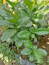 kapeng barako hybrid/ coffee liberica seedlings