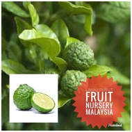 Anak pokok limau purut hybrid CEPAT BERBUAH-Fruit Nursery Malaysia