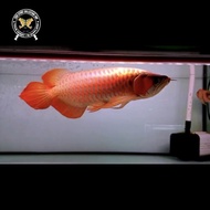 Ikan arwana super red 52Cm special anatomy