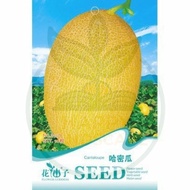 B106 CANTALOUPE FLOWER GODDESS VEGETABLE FLOWER FRUIT HERB SEED BIJI BENIH