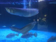 Ikan arwana silver 45cm