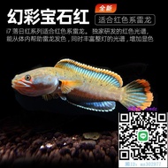 魚缸燈吉印雷龍魚燈阿薩姆眼鏡蛇巴卡雷龍燈鉛筆魚七彩雷龍發色專用燈水族燈