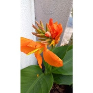 Canna Lily Hybrid Deep Orange / Bunga Tasbih Pokok Renek (anak pokok)