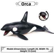 Educational Orca Whale Toy Model Solid Ornament