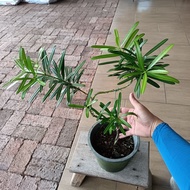 Special Offer- Buddhist pine in Bonsai shape ard 30cm height