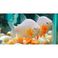 Clean yellow pacu collection size 2 fingers