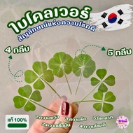 4 And 5 Clover Leaves Real Leaf Of Good Luck