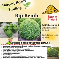 Biji Benih Pokok Hiasan Buxus Sempervirens (BOX) 40Pcs+- Sunflower seed vegetable seeds benih bunga dahlia 黄杨种子蔬菜花四季耐热種子