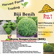 Biji Benih Pokok Hiasan Buxus Sempervirens (BOX) 40Pcs+- Sunflower seed vegetable seeds benih bunga 