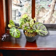 SG LOCAL - Begonia plant , dracopelta X lichenora, terrarium, paludarium, jungle plants, rare