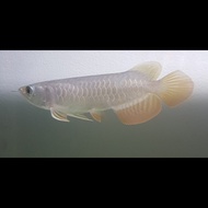 Ikan Arwana Golden Red RTG Red Tail Golden Arowana