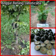 Pokok Anggur Brazil / pokok buah buahan / anak pokok anggur  / anggur original / buah anggur