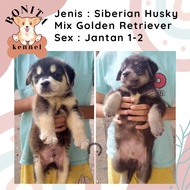Golden Retriever Mix Siberian Husky Anjing Golden Husky Jantan Betina