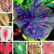 new fashion☎₪100pcs Mixed Colors Caladium seeds Benih Bunga Keladi Viral Rare Flower Seeds Garden Bonsai Seeds Gardenin