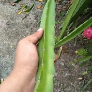 🌵POKOK NAGA MERAH(DRAGON FRUIT) 2 keratan batang 