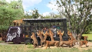 【買門票送SIM卡】泰國-曼谷賽福瑞野生動物園Safari World