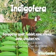 Biji benih Pokok Indigofera 150 biji Daun untuk makanan ternakan dan haiwan peliharaan