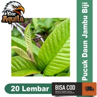 Guava Leaf Shoot 20 Sheets