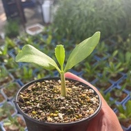 SG2228-純種Uter葡萄甕實生苗/Cyphostemma uter🔥多肉植物小盆栽禮物🔥