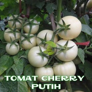 50 Benih Tomat Cherry Merah Manis Cherry Tropical Ruby Cherry Rampai Cherry Kuning -mg