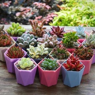 🌺【HOT SALE】50pcs   The new succulent seeds in the store do not repeat the delivery of 50 succulent seed