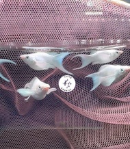 5pcs Platinum Balloon Molly Fish/ Livefish/ Freshwater