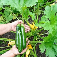 10 เมล็ด เมล็ดพันธุ์ ซูกินี แตงกวาญี่ปุ๋น บวบฝรั่ง คอร์เกตต์ Zucchini Seeds สายพันธุ์ Kefren Zucchin