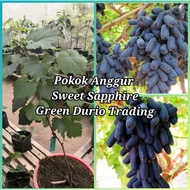 ANAK POKOK ANGGUR SWEET SAPPHIRE SEEDLESS