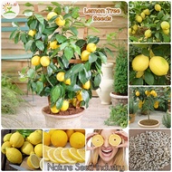 [Fast Germination] Good Quality Lemon Tree Seeds for Planting (20 seeds/pack, Easy To Grow In Malaysia) - Dwarf Lemon Tree Plant Seed Potted Bonsai Tree Fruit Seeds Fruits&amp;Vegetables Live Plants Indoor Outdoor Real Plants Gardening Deco Benih Pokok Buah