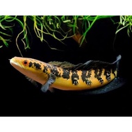 Yumsaquatic Channa Maru Yellow Sentarum (SETTLE, Keep Single Tank) size 17-19cm, under 20cm