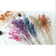 Caspia (Dried Flowers)