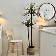 [พร้อมส่ง] Jnihouse : Dragon tree แถมตะกร้าสาน (Dracaena marginata)